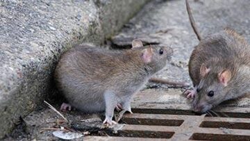 Dedetizadora de ratos em SP