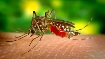 O Perigo do Aedes aegypti e a Necessidade do Controle