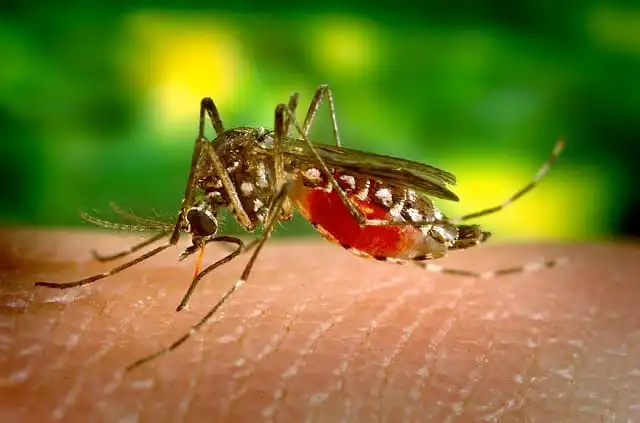 O Perigo do Aedes aegypti e a Necessidade do Controle